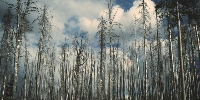 白云石尾矿的综合利用途径：从环境负担到再生资源的转型策略