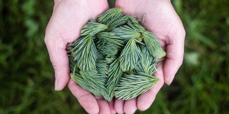 白云石：玻璃工业不可或缺的关键助熔剂，如何实现澄清、稳定与节能增效